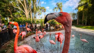 Discovery Cove introduces Flamingo Point for mixing, mingling