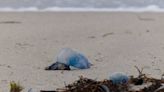 They’re not jellyfish, but they sure do sting. Man o’ war are all over South Florida beaches