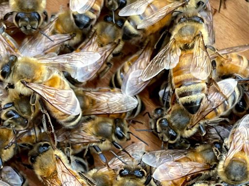 Bee swarm attacks California family hospitalizing 3 and killing 'spunky' family dog