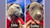 Fur Baby Friday: Meet Eddie and Smokey, 2 loveable pups