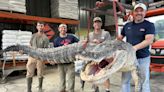 'It was surreal': Mississippi alligator hunters bag 14-foot, state record monster