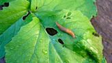 Slugs are plentiful in WA, here’s how to keep them away from your home and garden