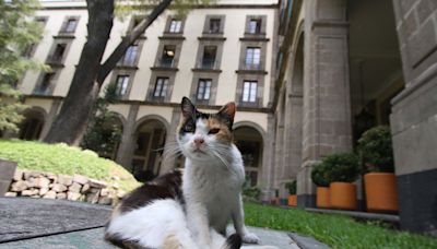 Motivos por los que los gatos tienen la lengua áspera