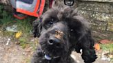 Specialist firefighters tunnel under home to rescue trapped poodle