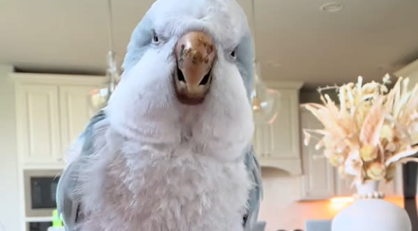 Bird Requests And Then Performs The 'Making Bacon Pancakes' Dance