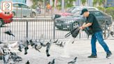 禁餵野生動物條例今刊憲 政府年接逾1700宗餵鴿投訴