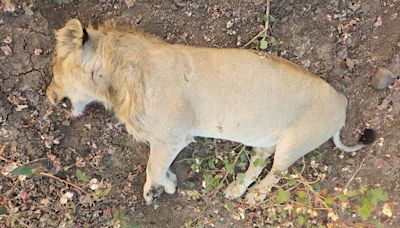 No night trains on some sections: Railways changes timings for 10 trains to prevent Gir lion deaths