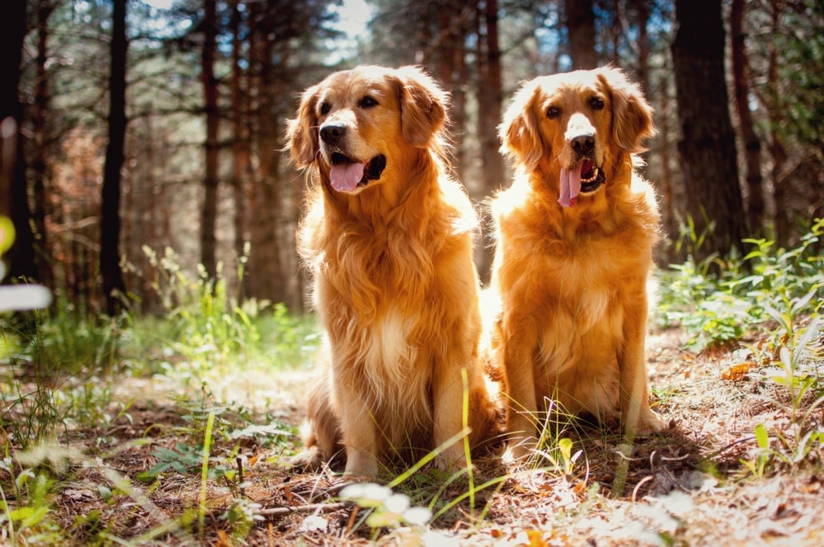 Golden Retrievers Cooling Off at Colorado Farmer's Market Give New Meaning to 'On the Rocks'