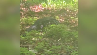 Tegu goes missing in Granite Falls, mistaken for alligator