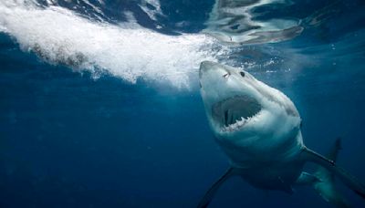 The 6 Coolest Things You (Probably) Didn't Know About Sharks