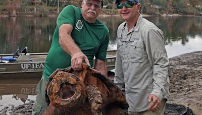 Georgia ‘T-Rex of turtles’ added to U.S. threatened species list