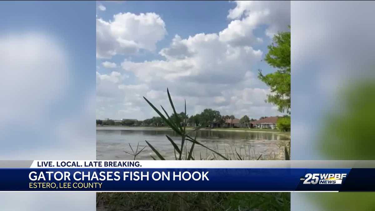 Gator grabs fish off boy’s fishing hook in Florida