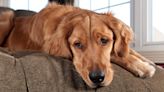 Golden Retriever's Silly Ear Scratching Technique Is Too Cute to Resist