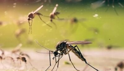 Dengue Cases Spike in Bengaluru: How Temperature Affects Rise in Mosquito-Borne Infection? Here is What We Know