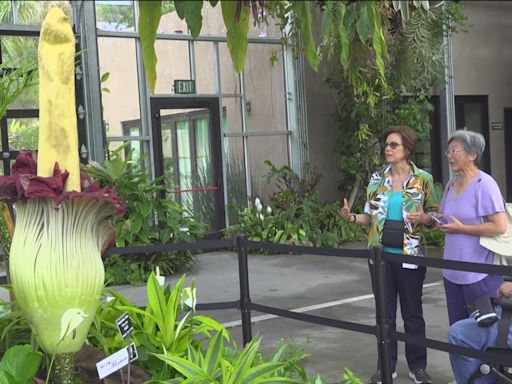 Unprecedented second corpse flower blooms at San Diego Botanic Garden