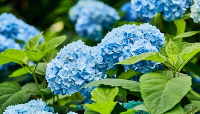 Do your hydrangeas look great this year? Here's why this is a great year for blooms