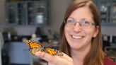 Monarch population, host plants hurting from climate change. Expert shares how to help