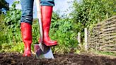 Woman's 24p gardening method banishes caterpillars and bugs from your plants