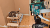Raspberry Pi Narrates (And Tattles On) Your Cat, Nature Documentary Style