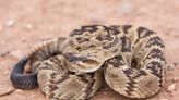 Rattlesnake season begins in San Diego: what to know