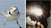 Hampton Beach piping plovers: Why this endangered species will always trump fireworks