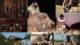 “El búfalo sufre la agresión de los cotos, por eso se embravece”, denuncia un criador tras el ataque a un cazador en Entre Ríos