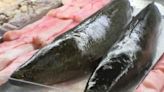 Invasive snakehead fish rebranded as Chesapeake Channa to sound more appetizing