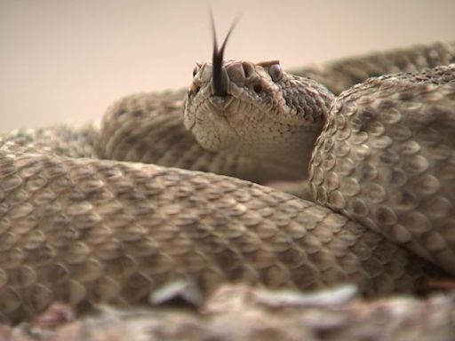 Over 100 rattlesnake bites reported in Arizona in 2024, experts warn of increasing danger