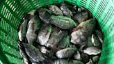 Thailand nets 1.3 million kilograms of invasive fish