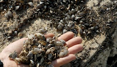 Rubin: We're outnumbered by zebra mussels. Where they may be headed next