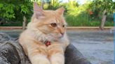 Special Needs Turkish Angora Cat Seeks a Forever Home in Texas