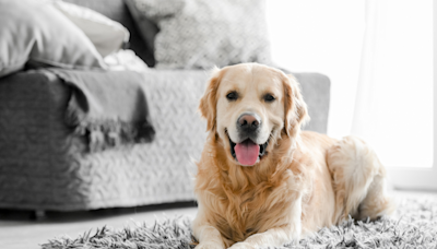 Meet Beacon, a Golden Retriever Therapy Dog and Team U.S.A. Gymnastics' 'Goodest Boy'