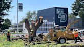 The real reason ginormous trees are being cut down at Modesto’s Downey High | Opinion