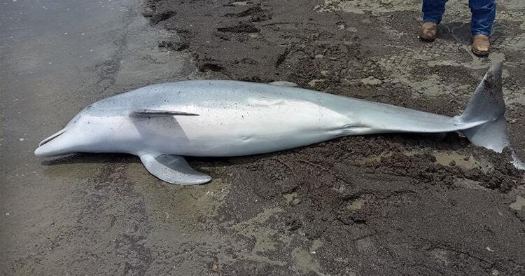 Dolphin found shot in Cameron Parish; $20K reward to find suspect