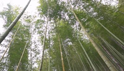 雲林石壁竹創森園區 獲認證為「世界竹地標」