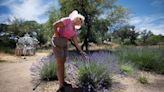 Lavender is blooming at this whimsical farm north of Tucson