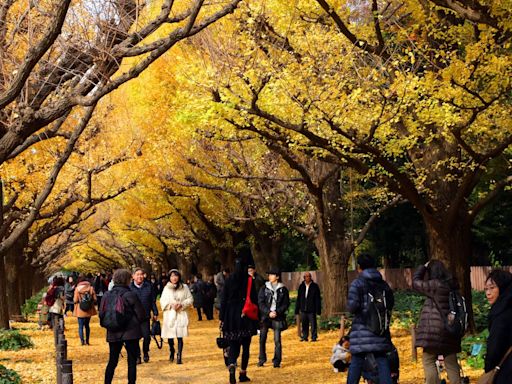 Historic Tokyo Park Revamp Is No ‘Big Yellow Taxi’