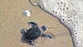 Sea turtle nesting season is breaking records this year. What to do if you find a nest