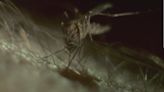 Prepare for the mosquito comeback: Tips to safeguard your home