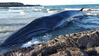 La ciencia mira por el ojo de una ballena varada en Tapia de Casariego