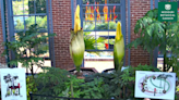 Corpse flower expected to bloom at Missouri Botanical Garden next week