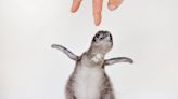 Aquarium welcomes 5 Little Blue Penguins to its habitat