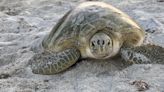 Researchers track sea turtle nesting as season starts early