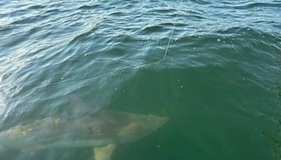 What’s on the line? Local fisherman catches 7-foot shark fishing near the Skyway Bridge