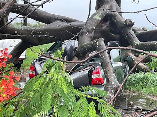 台南超大雷雨！新市超巨鳳凰木老樹倒塌 2車慘被壓爛畫面曝