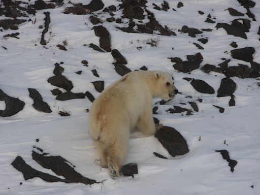 Grolar bear hybrids in N.W.T. all traced back to same 'strange' female polar bear