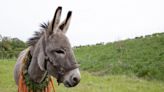 Donkeys are Oscar season's biggest stars, from 'Banshees' and 'Eo' to 'Triangle of Sadness'