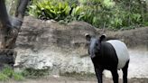 日本馬來貘抵臺亡 北市動物園：初判熱緊迫致死