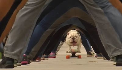 La historia del perro skater que alcanzó un insólito récord