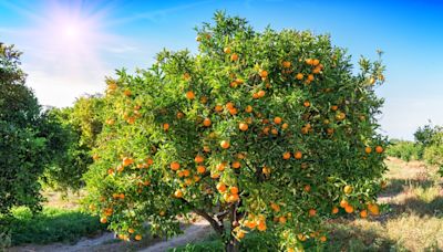 State declares citrus quarantine in Fallbrook: Here’s what that means